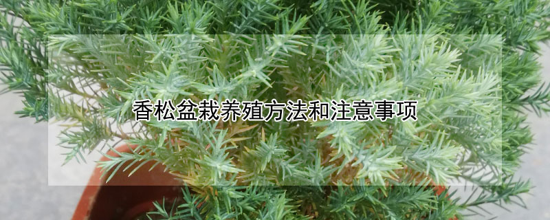 香松盆栽養(yǎng)殖方法和注意事項(xiàng)
