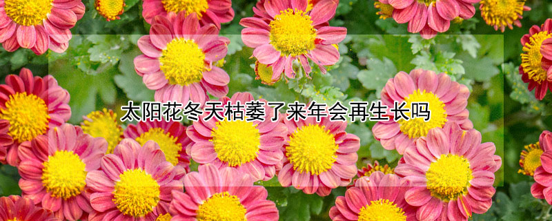 太陽花冬天枯萎了來年會(huì)再生長(zhǎng)嗎