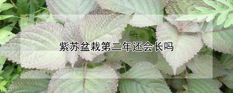紫蘇盆栽第二年還會長嗎