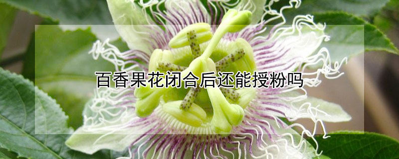 百香果花閉合后還能授粉嗎