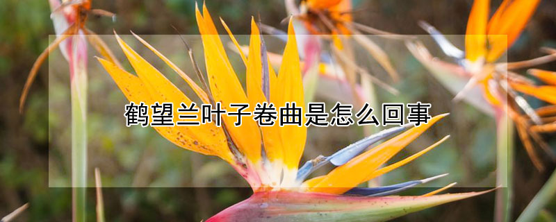 鶴望蘭葉子卷曲是怎么回事