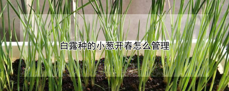 白露種的小蔥開春怎么管理