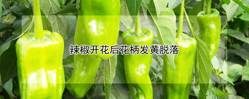 辣椒開花后花柄發(fā)黃脫落