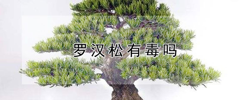 羅漢松有毒嗎