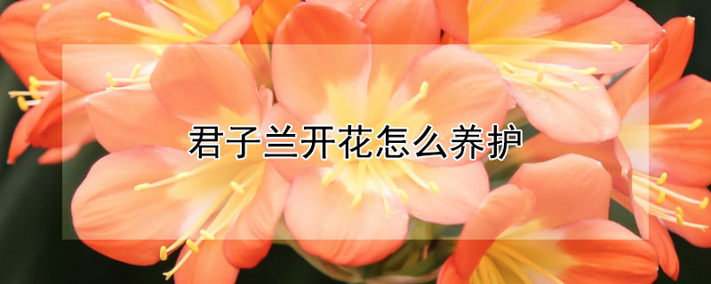 君子蘭開花怎么養(yǎng)護
