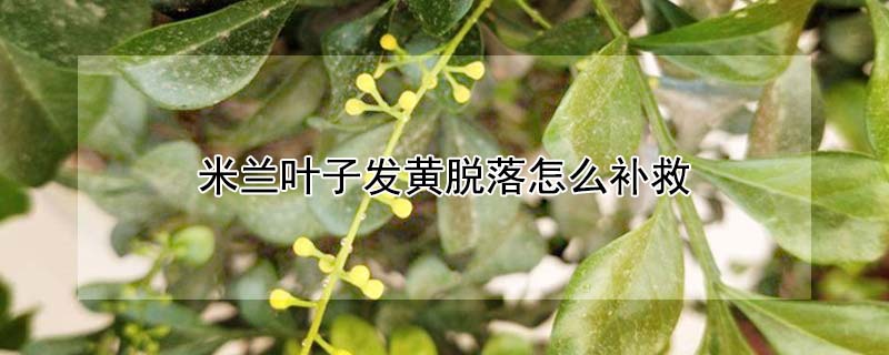 米蘭葉子發(fā)黃脫落怎么補救