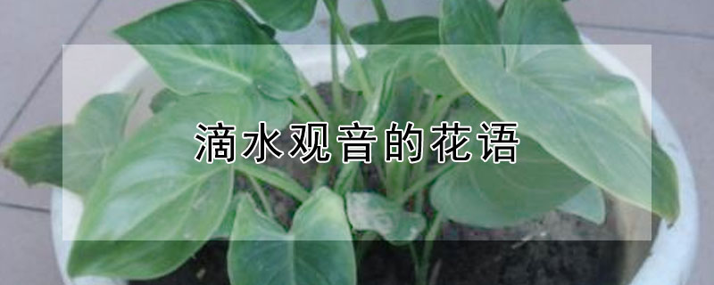 滴水觀音的花語