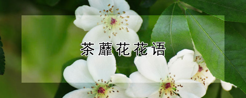 茶蘼花花語