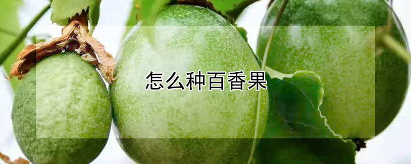 怎么種百香果