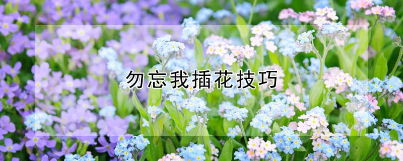 勿忘我插花技巧
