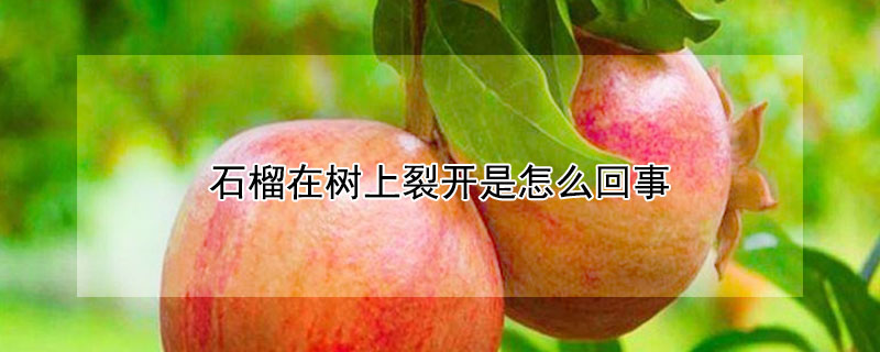 石榴在樹上裂開是怎么回事