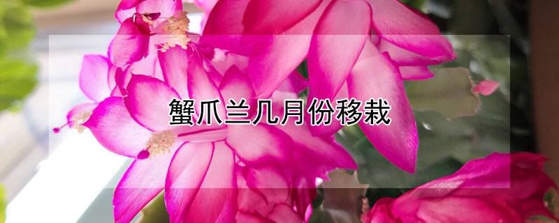蟹爪蘭幾月份移栽