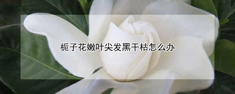 梔子花嫩葉尖發黑干枯怎么辦