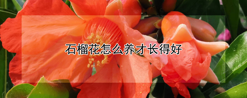 石榴花怎么養(yǎng)才長得好