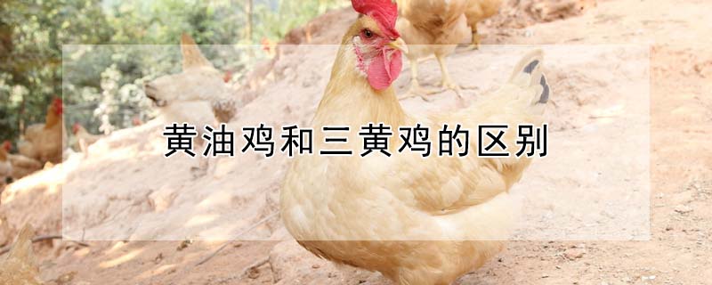 黃油雞和三黃雞的區(qū)別