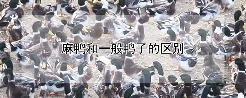 麻鴨和一般鴨子的區(qū)別