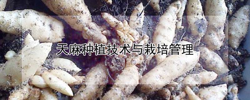 天麻種植技術(shù)與栽培管理