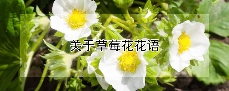 關于草莓花花語