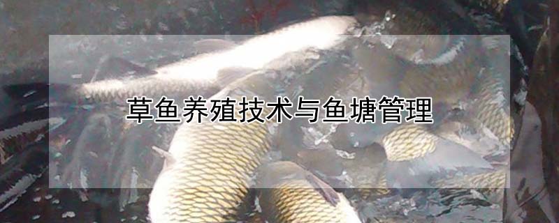 草魚(yú)養(yǎng)殖技術(shù)與魚(yú)塘管理