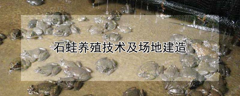 石蛙養(yǎng)殖技術(shù)及場地建造