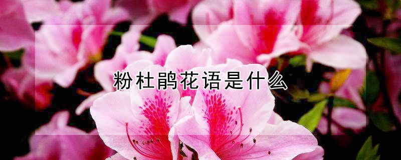 粉杜鵑花語是什么