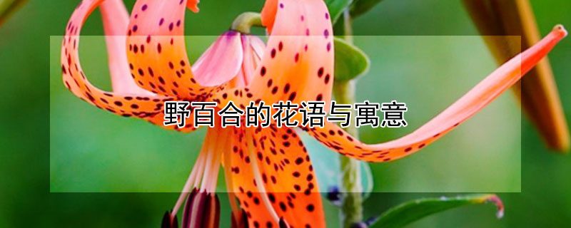 野百合的花語與寓意