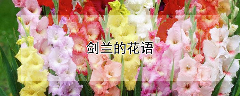 劍蘭的花語