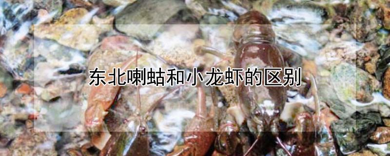 東北喇蛄和小龍蝦的區(qū)別