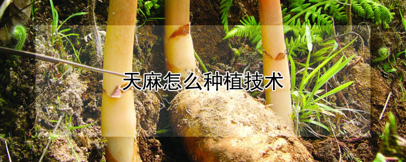 天麻怎么種植技術(shù)
