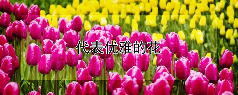 代表優雅的花