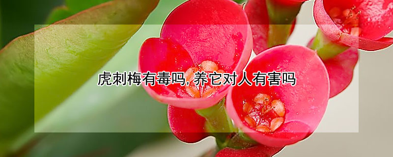 虎刺梅有毒嗎,養(yǎng)它對人有害嗎