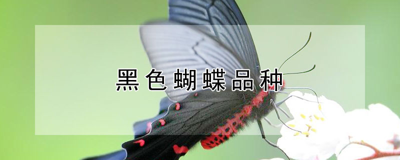 黑色蝴蝶品種