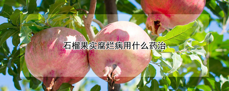 石榴果實(shí)腐爛病用什么藥治