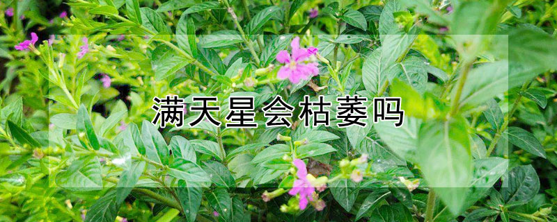 滿天星會(huì)枯萎嗎
