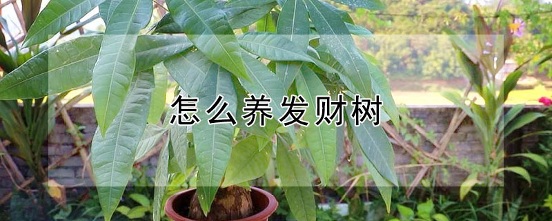 怎么養發財樹