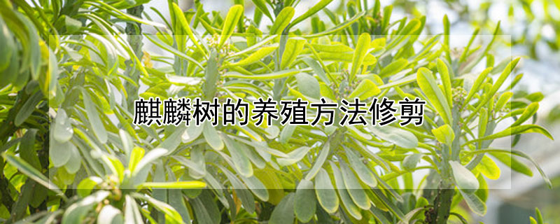 麒麟樹的養(yǎng)殖方法修剪