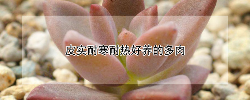 皮實(shí)耐寒耐熱好養(yǎng)的多肉