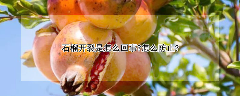 石榴開(kāi)裂是怎么回事?怎么防止?