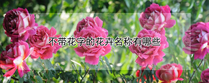 不帶花字的花卉名稱有哪些