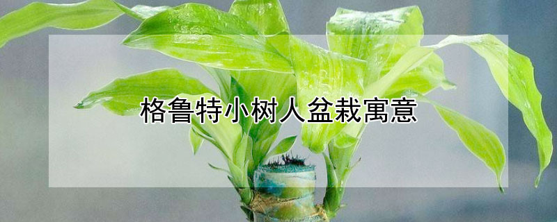 格魯特小樹人盆栽寓意