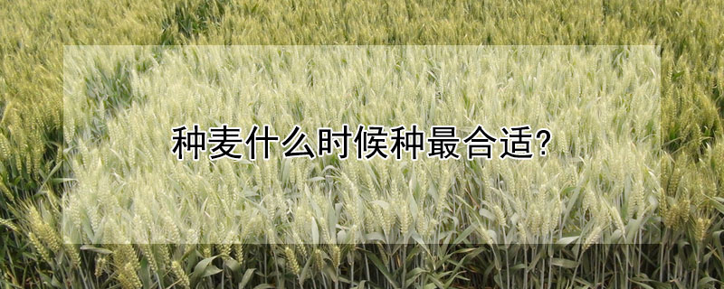 種麥?zhǔn)裁磿r候種最合適?