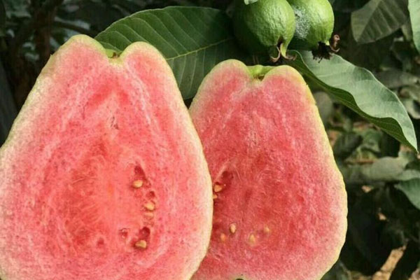 芭樂是什么水果