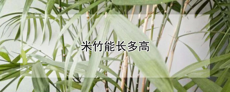 米竹能長(zhǎng)多高