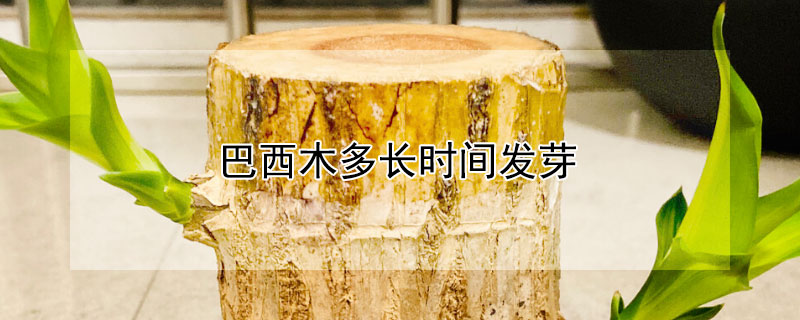 巴西木多長時間發芽