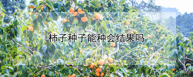柿子種子能種會結(jié)果嗎