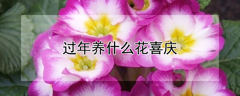 過年養(yǎng)什么花喜慶