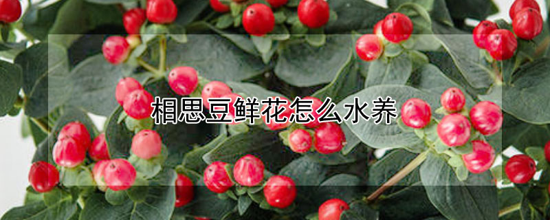 相思豆鮮花怎么水養(yǎng)