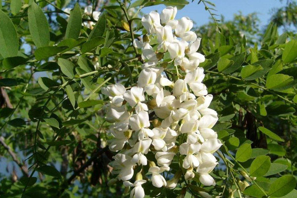 槐花幾時(shí)開
