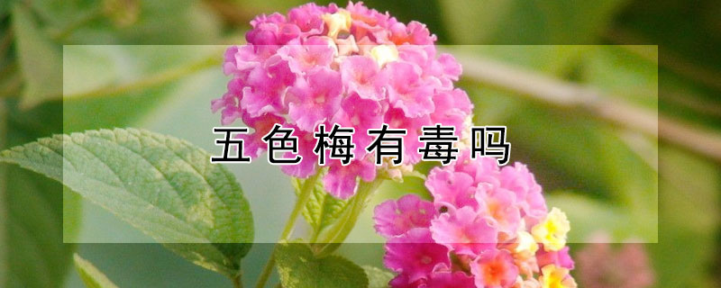 五色梅有毒嗎