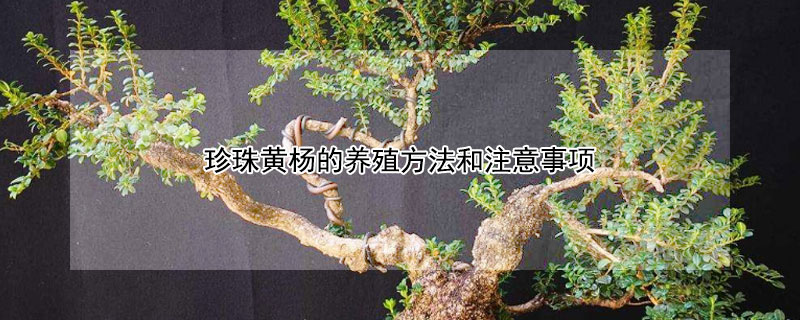 珍珠黃楊的養(yǎng)殖方法和注意事項(xiàng)